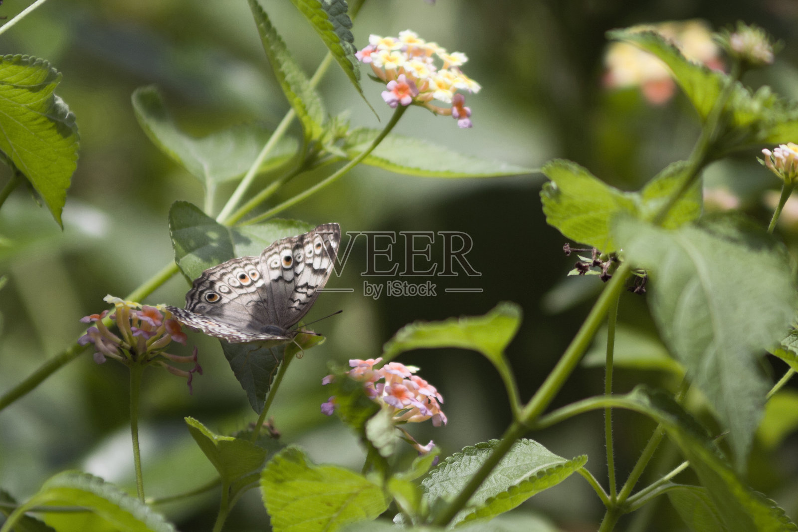 一只蝴蝶坐在公园的花上。照片摄影图片