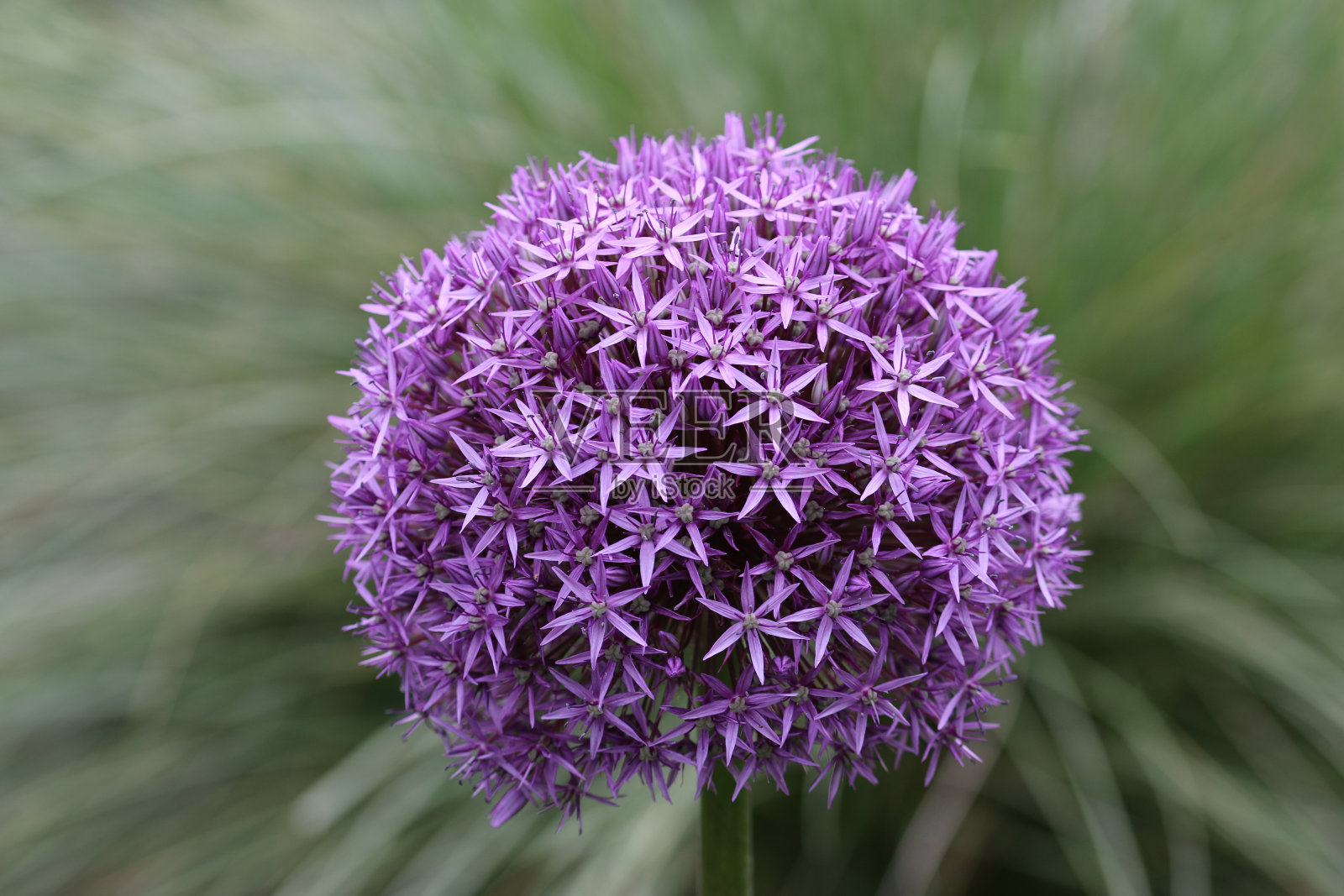 紫蒜花照片摄影图片