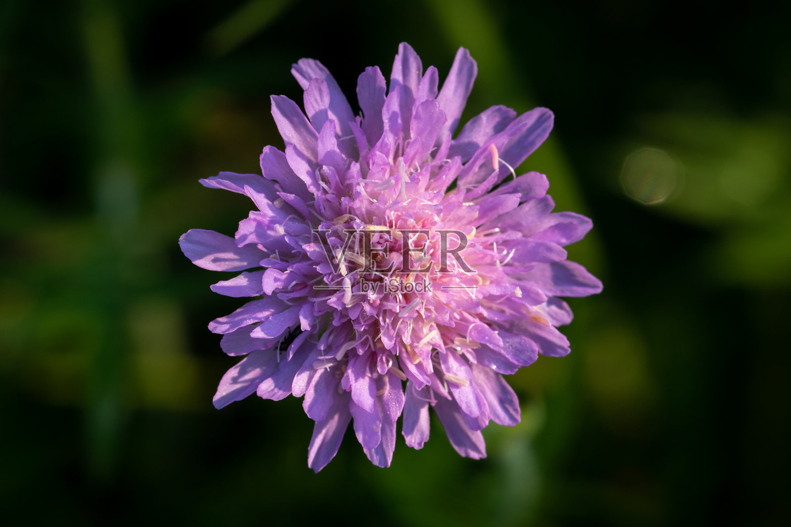 田疥疮花蕾闭合照片摄影图片
