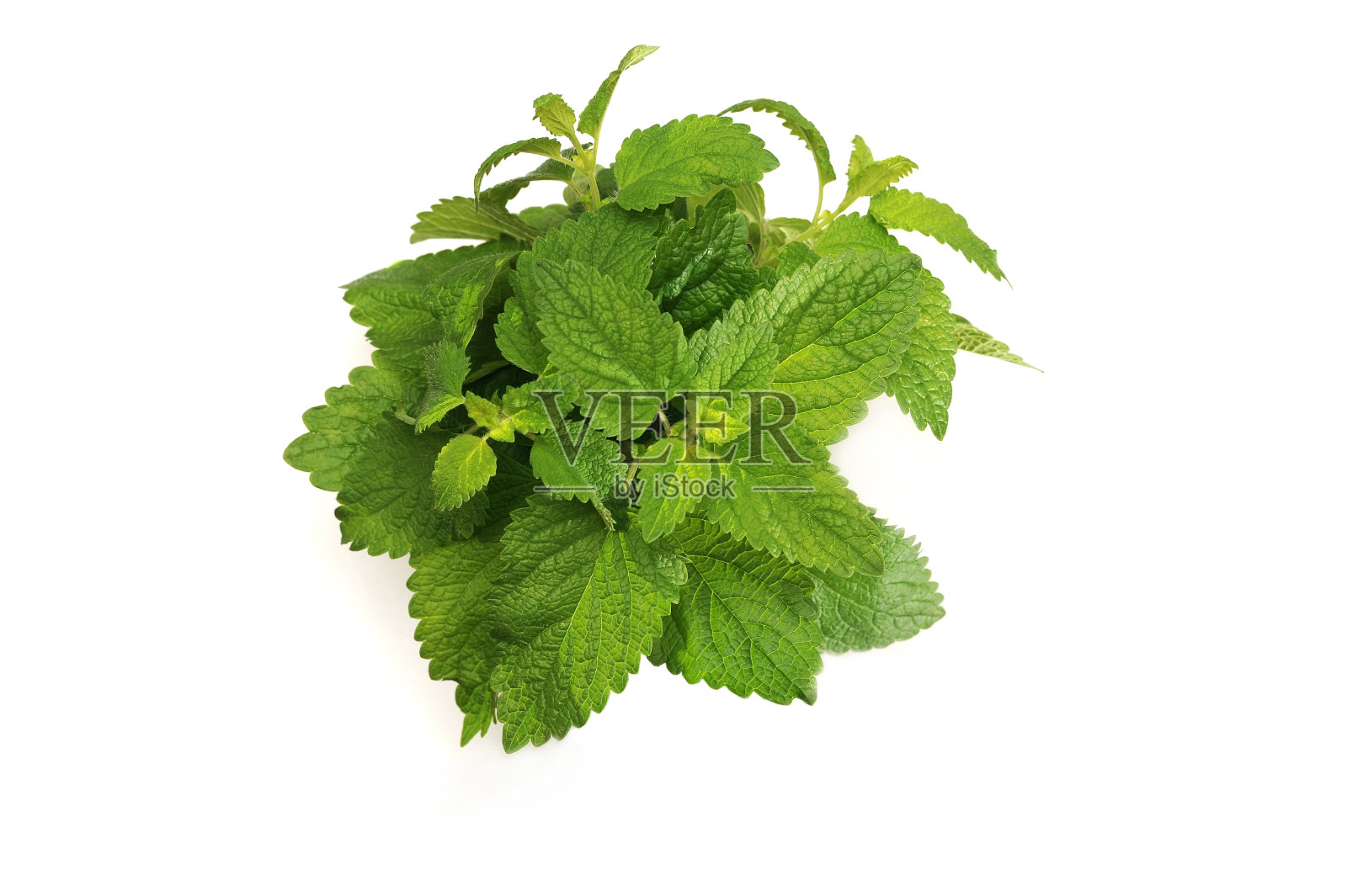 香蜂草叶子,玛丽莎officinalis照片摄影图片