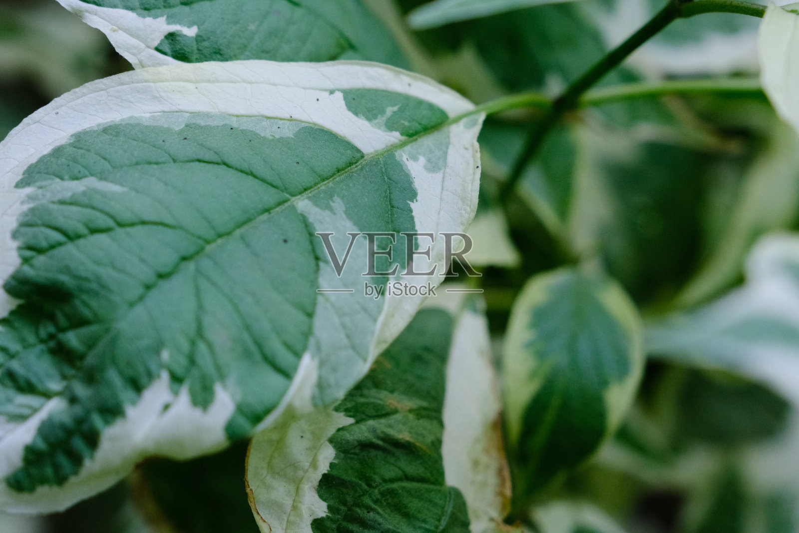 美丽的绿叶德仁白灌木,叶片特写,植物细部微距照片摄影图片