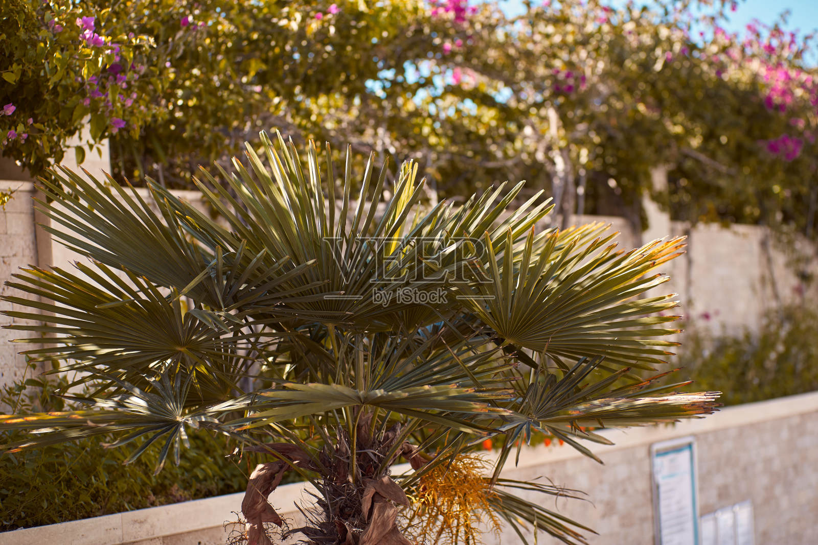 夏天的背景。热带棕榈叶。副本的空间。夏天天堂的概念。时尚的背景照片摄影图片