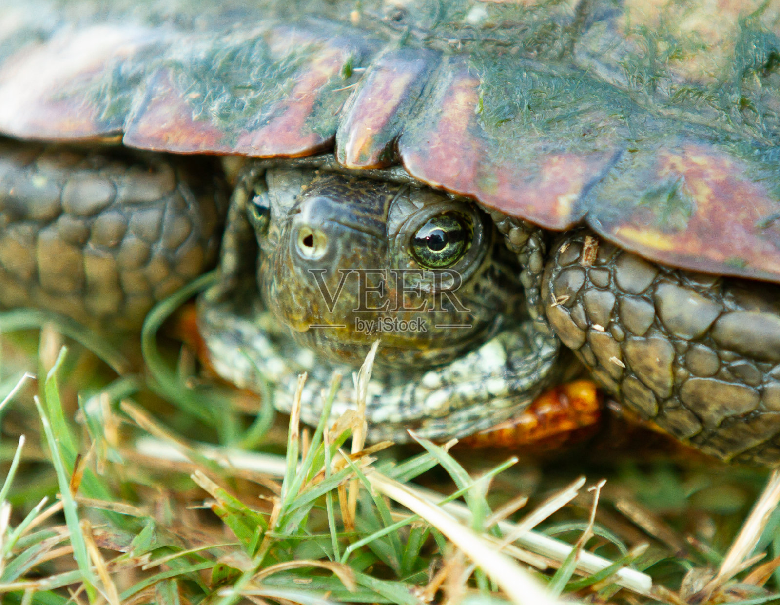 害羞的乌龟照片摄影图片