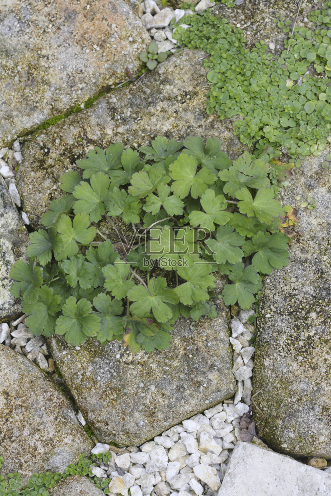 砖间的草照片摄影图片