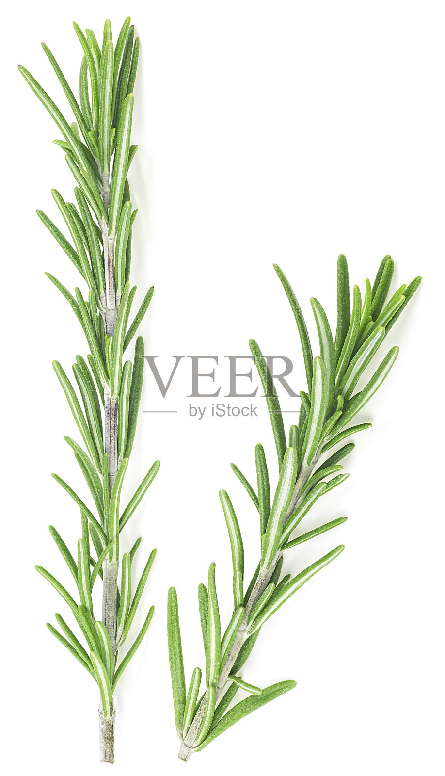 食物和烹饪概念-两支迷迭香孤立在白色背景,俯视图。照片摄影图片