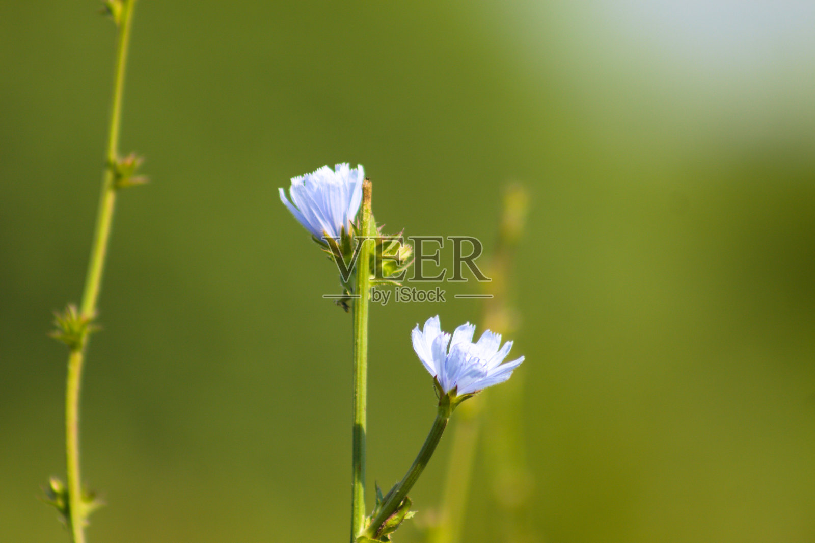 常见菊苣在开花近景与绿色背景照片摄影图片