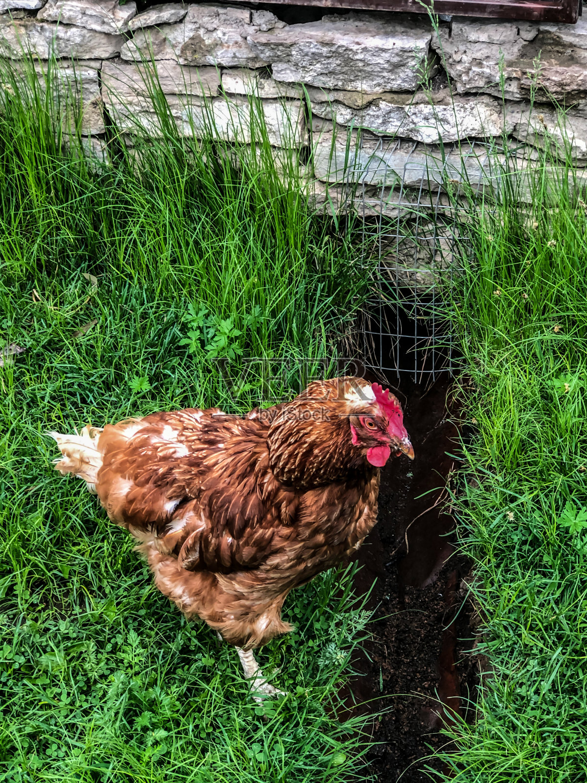 32、夏天鸡在草地上走,家庭经济,鸡肉照片摄影图片