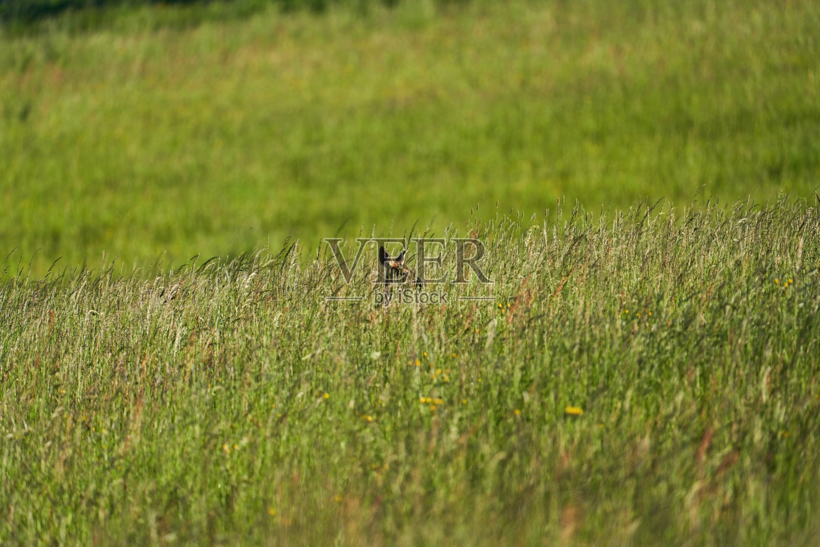一只鹿躲在高高的草地上照片摄影图片