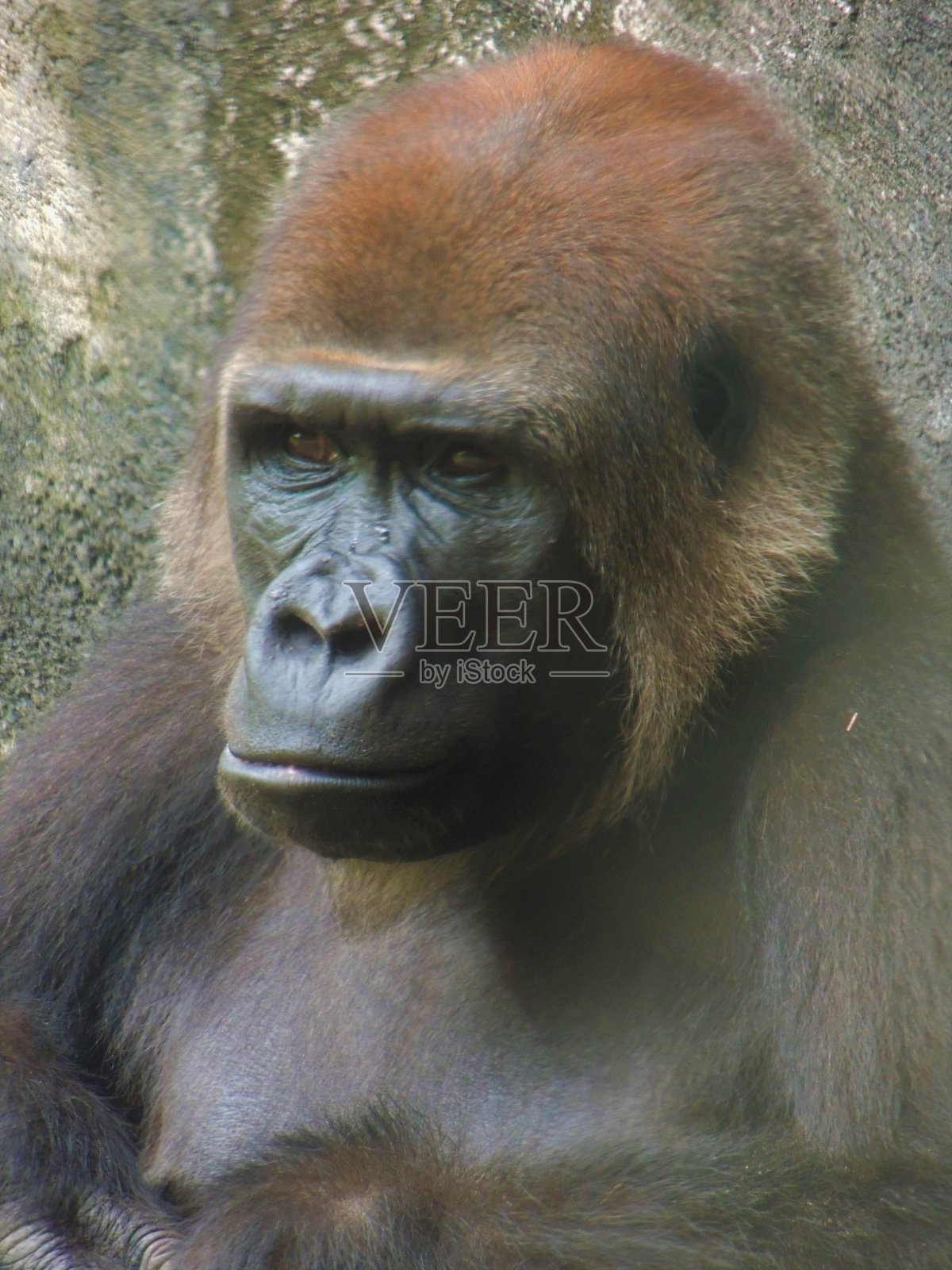 富有表现力的大猩猩照片摄影图片