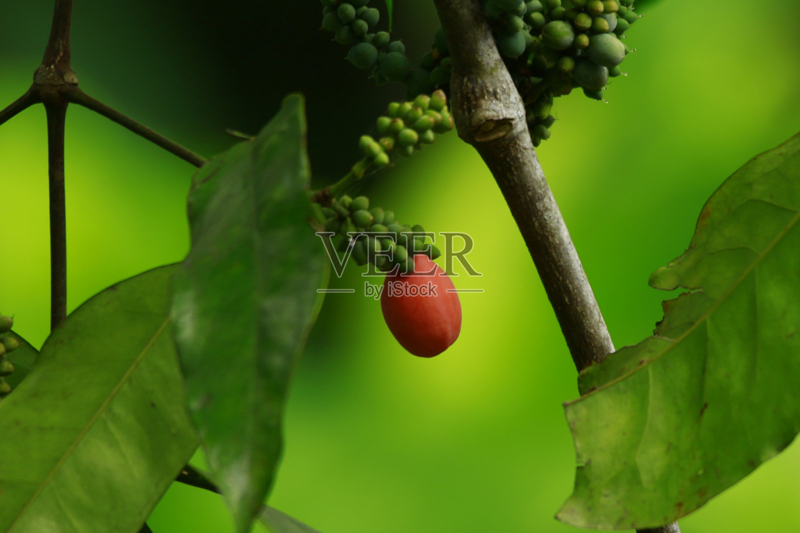 箱水果照片摄影图片