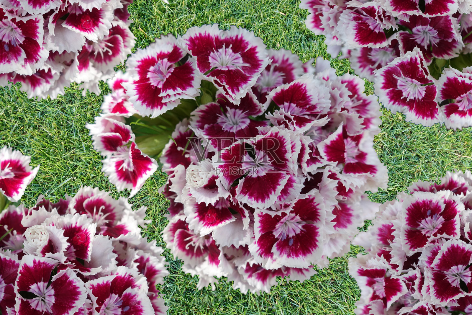 诗人家的花园中盛开着春天的鲜花照片摄影图片