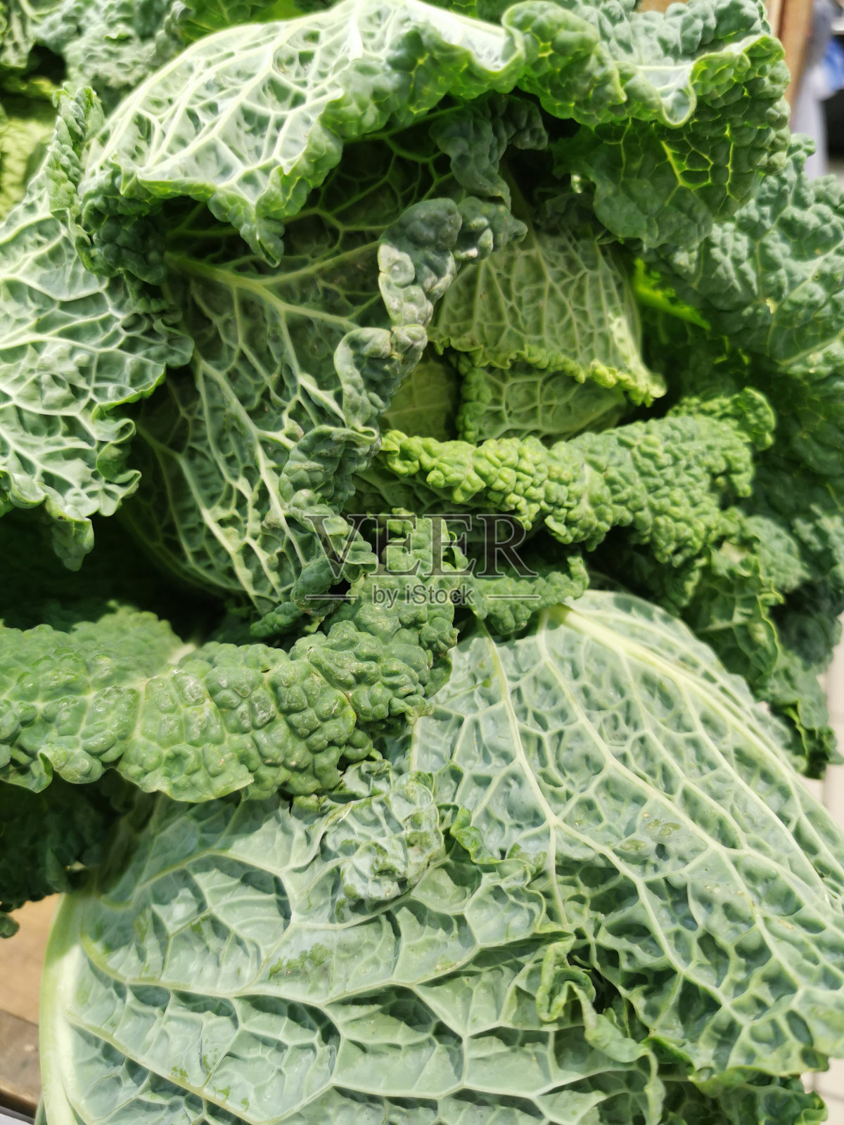 卷心菜的背景。新鲜的卷心菜从农田。近宏观的绿色卷心菜。素食照片摄影图片