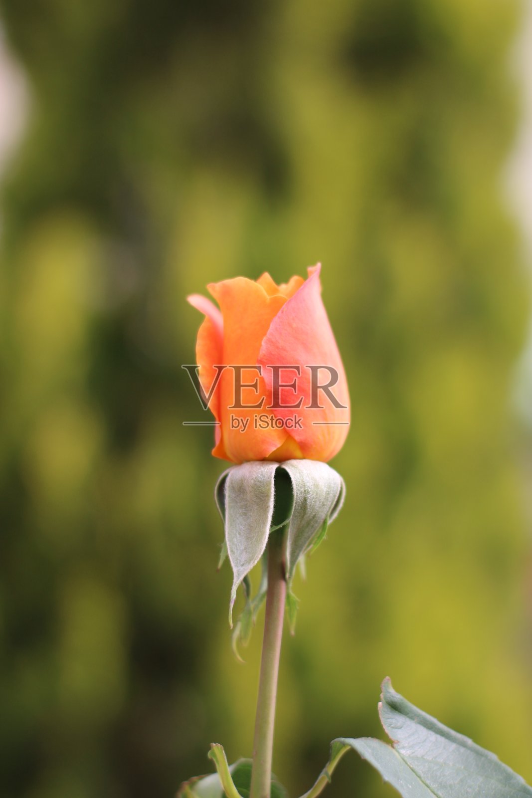 自然和花照片摄影图片