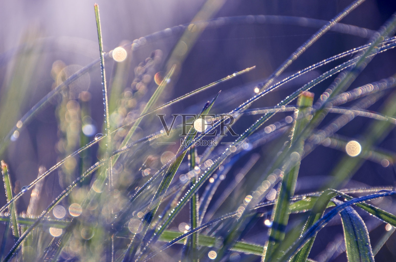 日出时青草带着晨露照片摄影图片