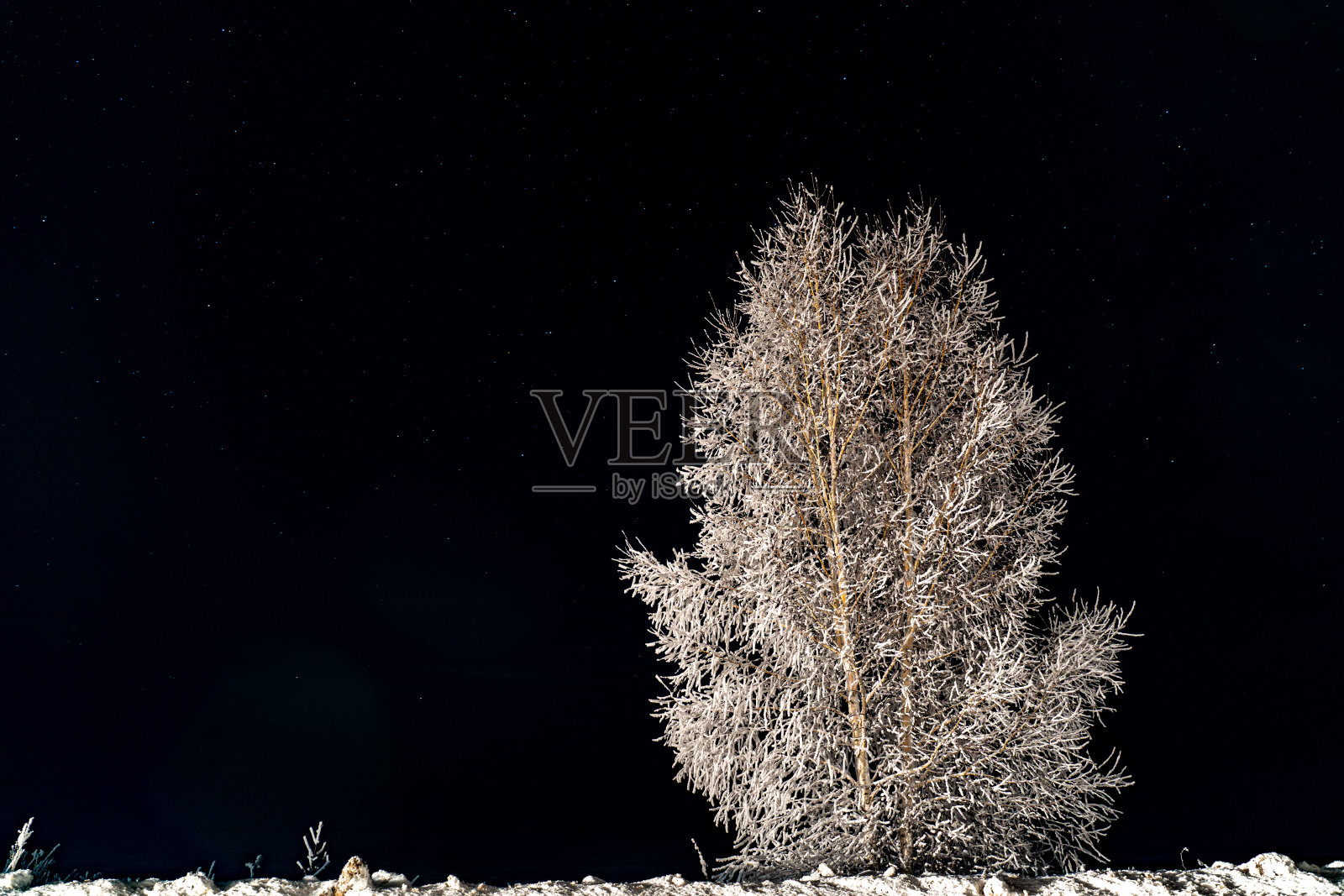 白桦照片摄影图片