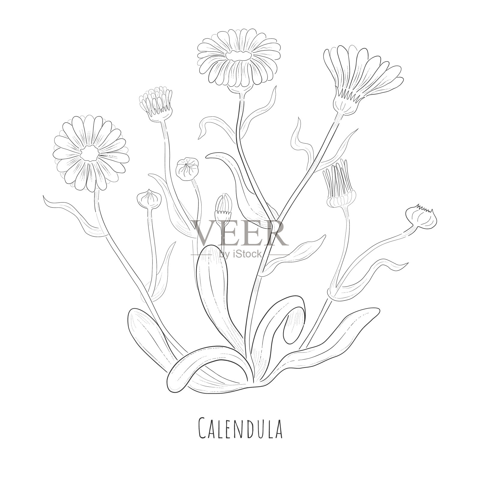 画一株金盏花或沙漠金盏花插画图片素材