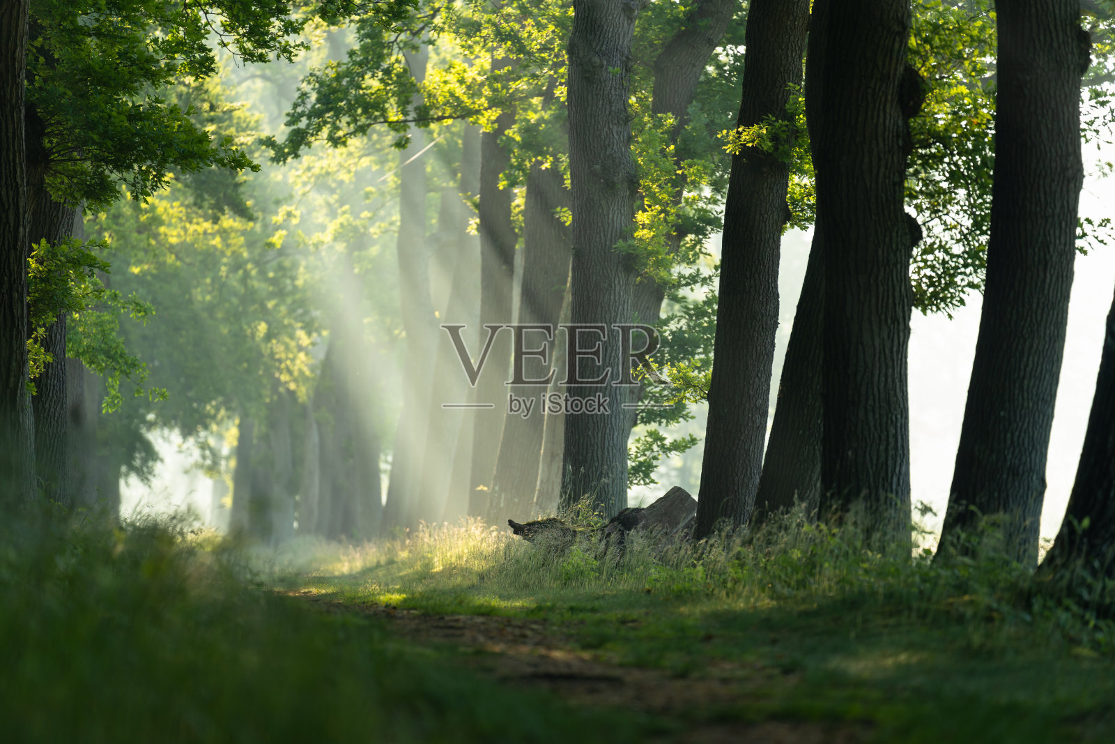 绿树巷照片摄影图片