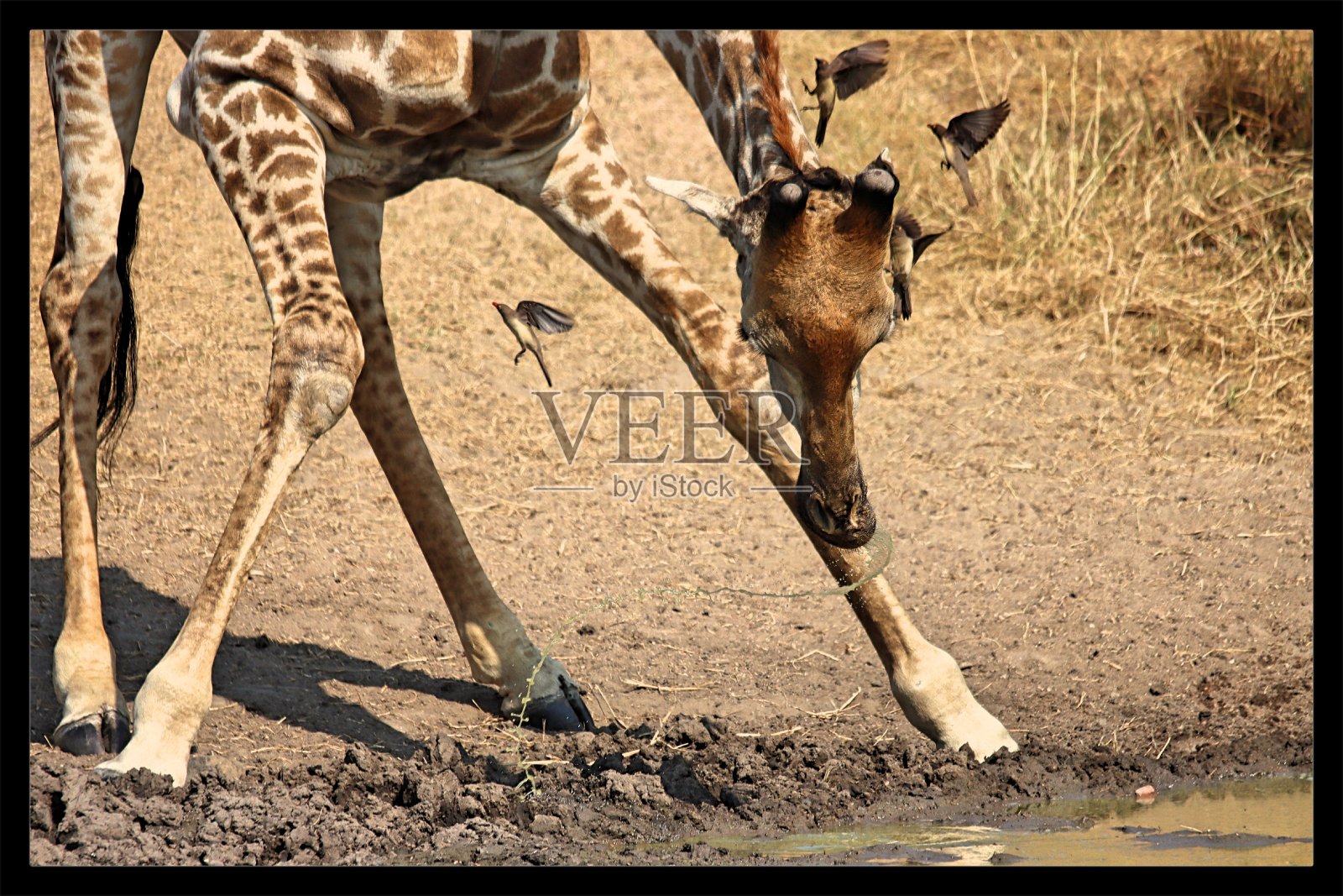长颈鹿(长颈鹿)照片摄影图片