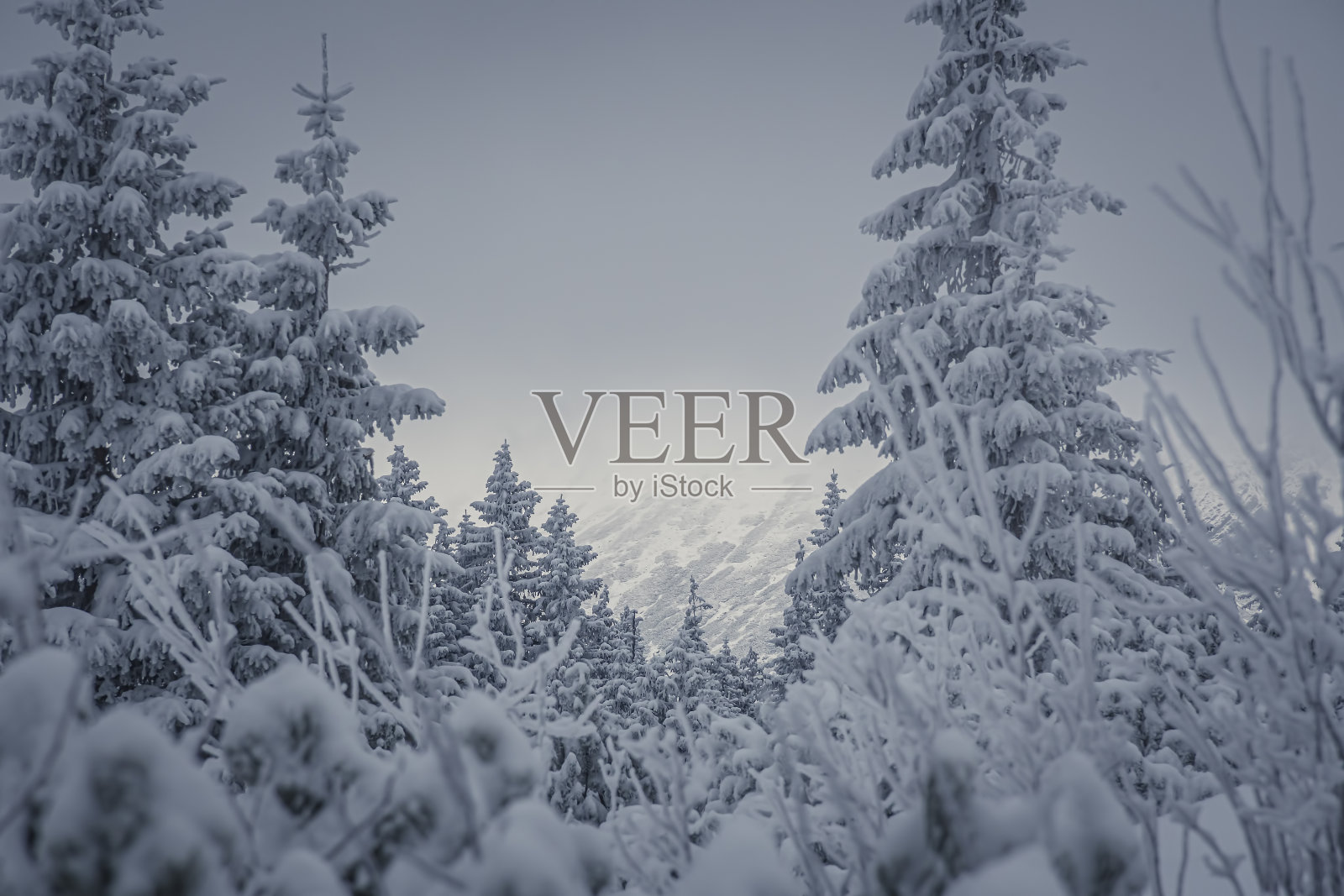 冬季的山林照片摄影图片