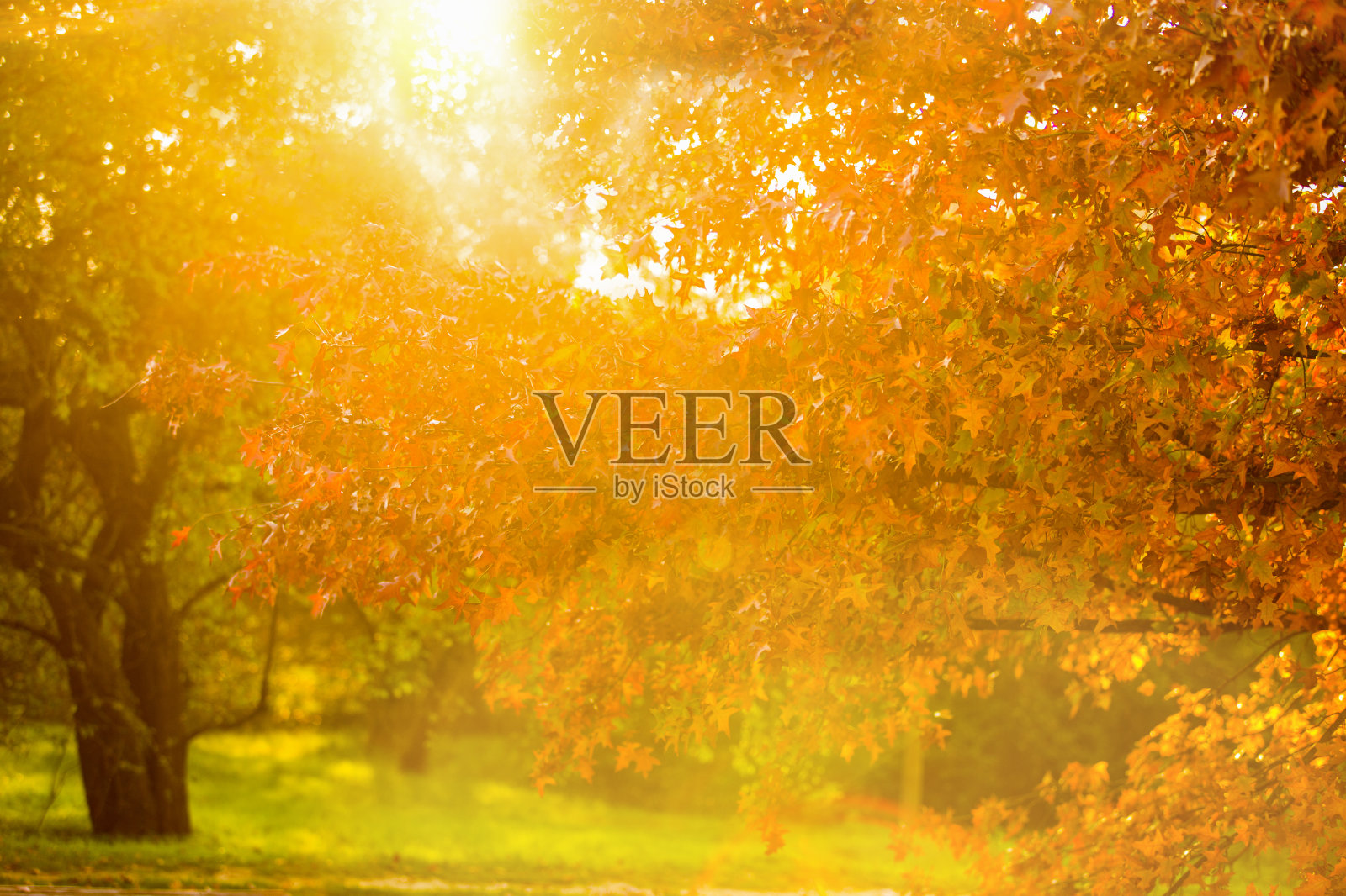 秋天的树在夕阳的照射下。一个阳光明媚的公园,在壮丽的秋天色彩,宏伟的橡树与红叶在前景照片摄影图片