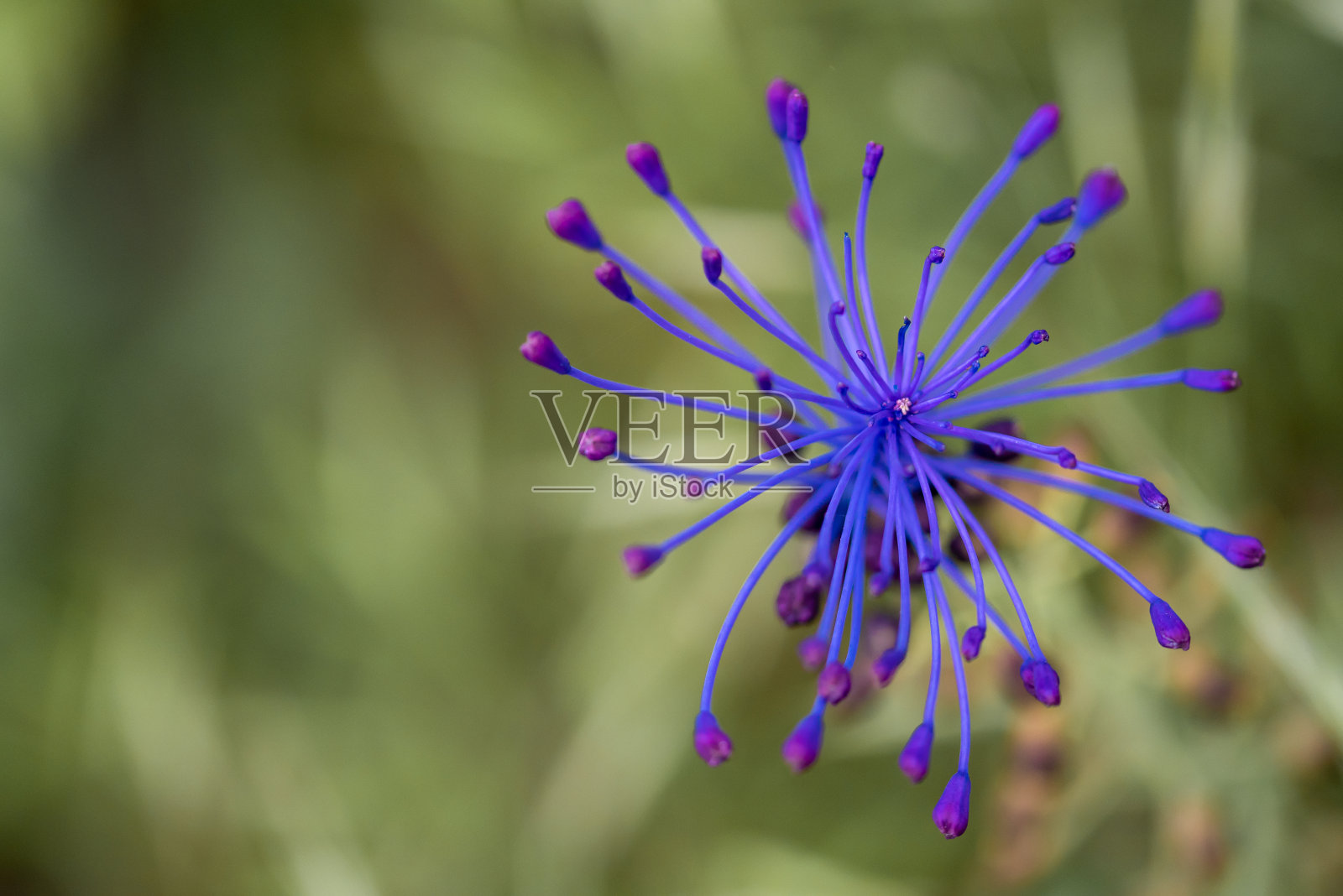 草地上的蓝色小花照片摄影图片