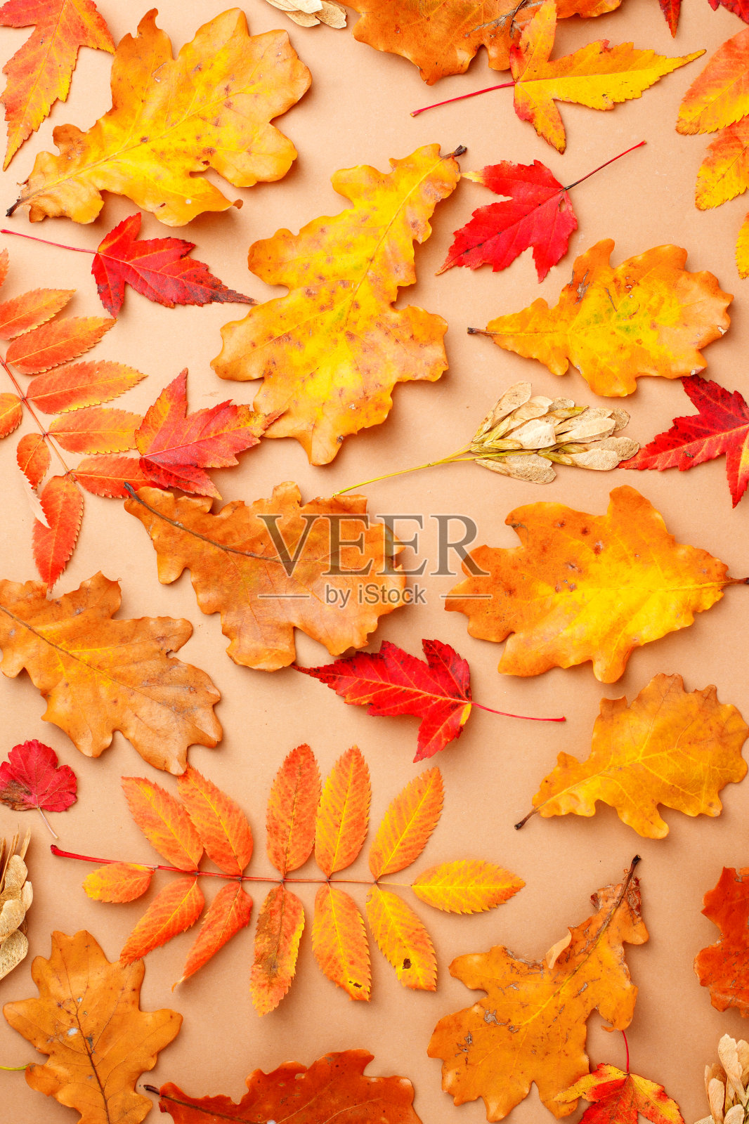 秋天的成分。图案来自秋天的叶子在米色的中性背景。平躺,俯视图,季节性传统卡网站,优惠券,传单照片摄影图片
