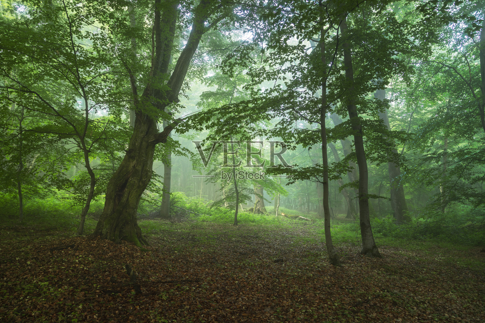 日出时雾蒙蒙的森林照片摄影图片