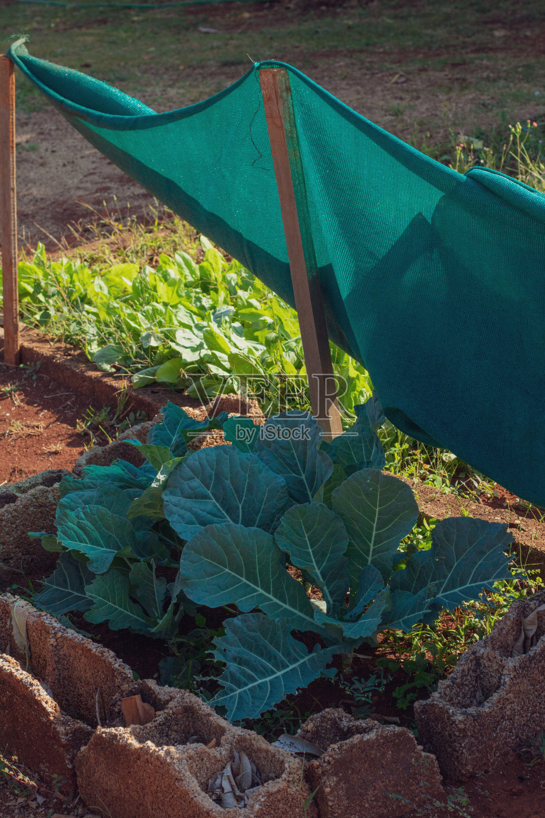 菜油种植在小农村地区。空间的文本。照片摄影图片