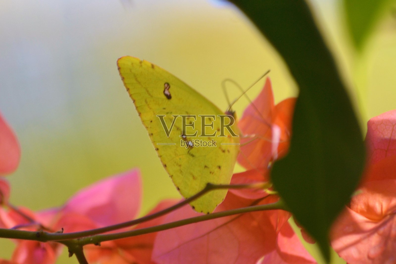 热带花上的蝴蝶照片摄影图片