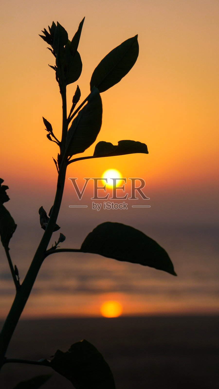 夕阳下的植物剪影特写照片摄影图片