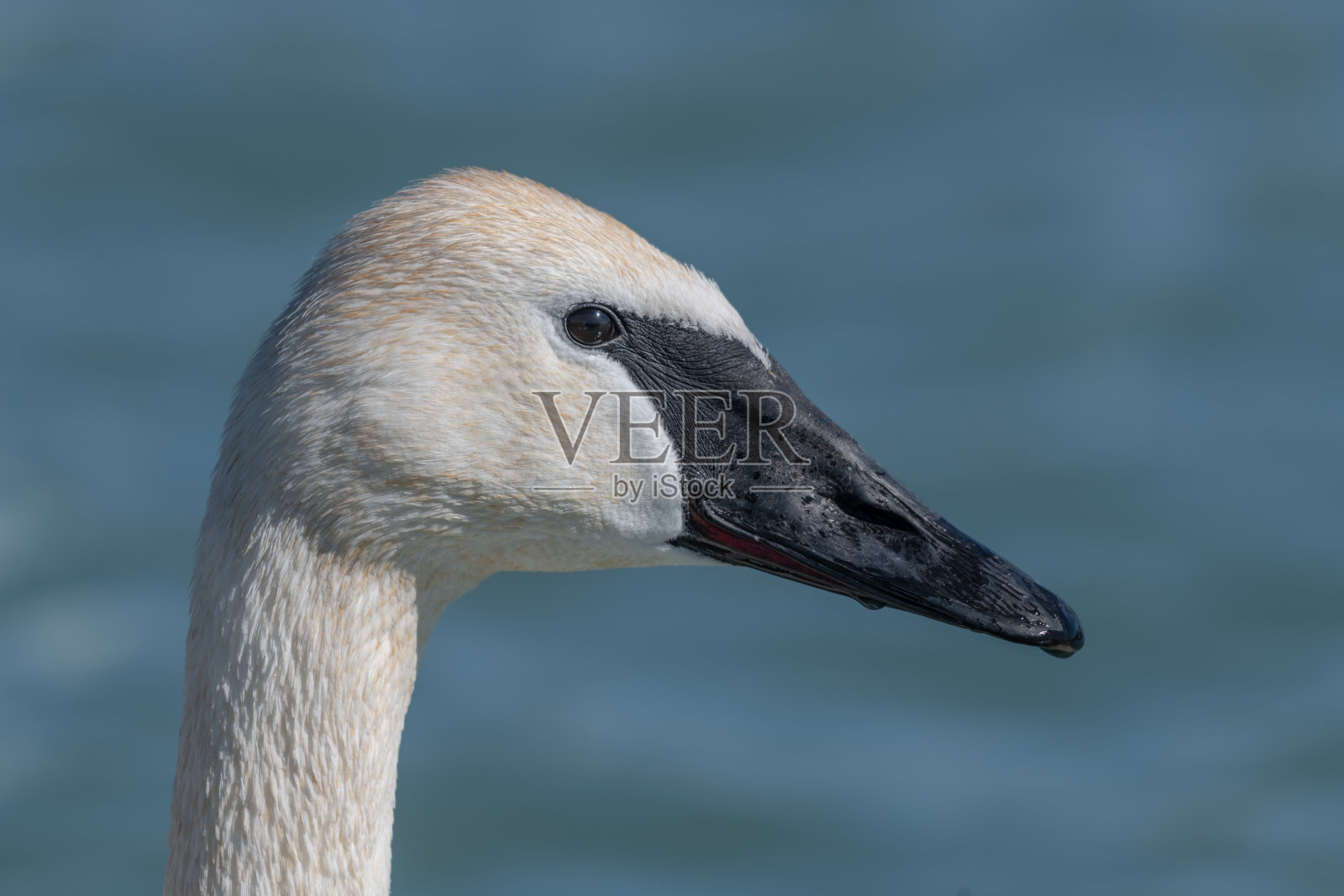天鹅的特写照片摄影图片