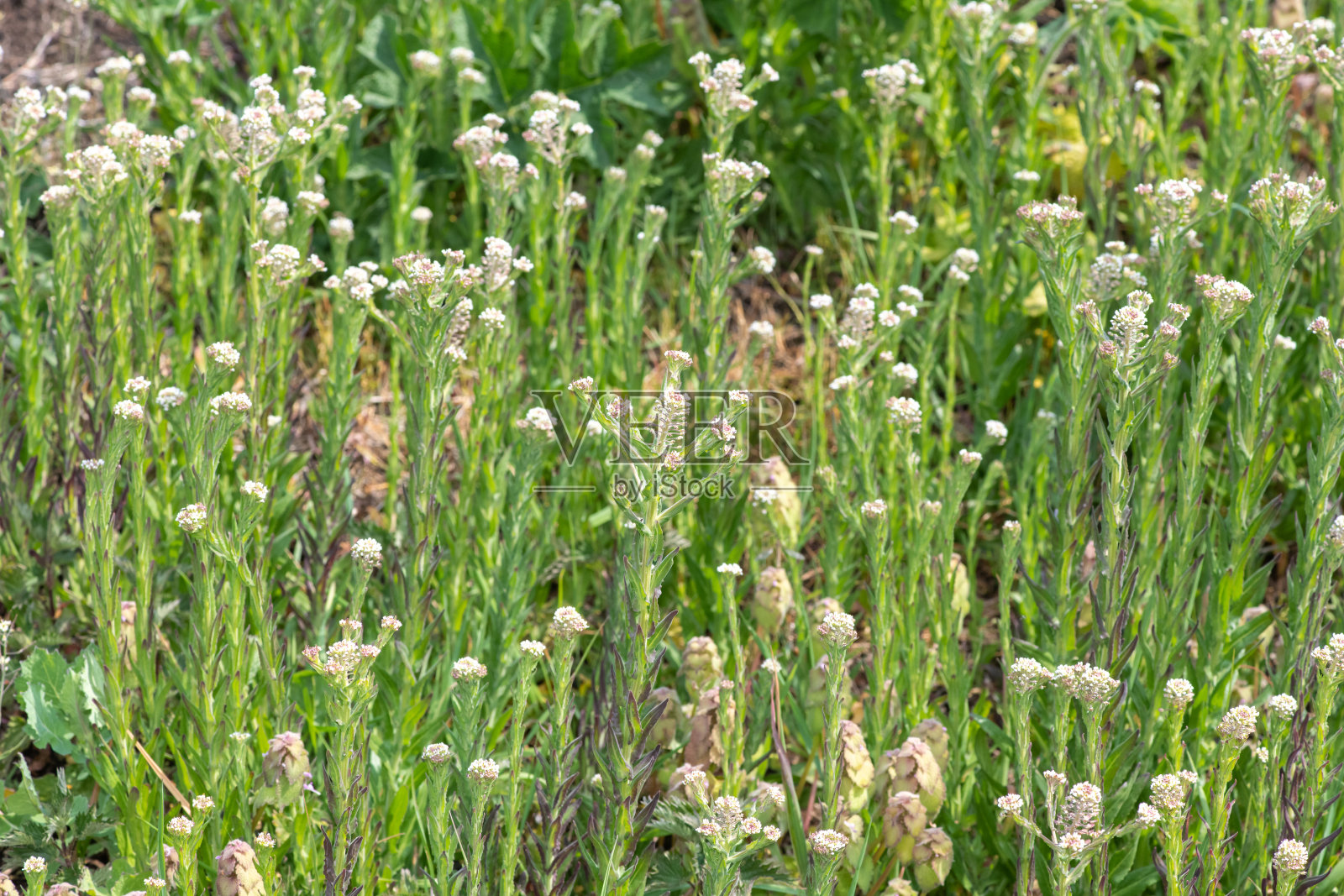 田间水芹(lepidium campestre)照片摄影图片