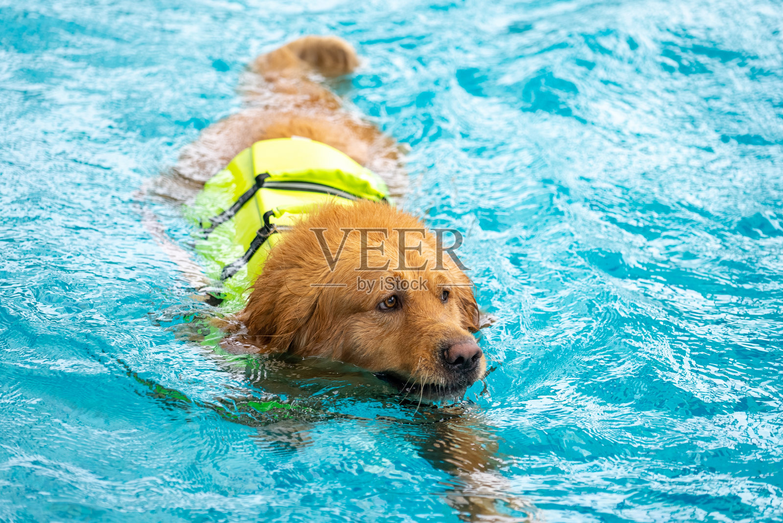 柯基小狗在游泳池里玩耍照片摄影图片