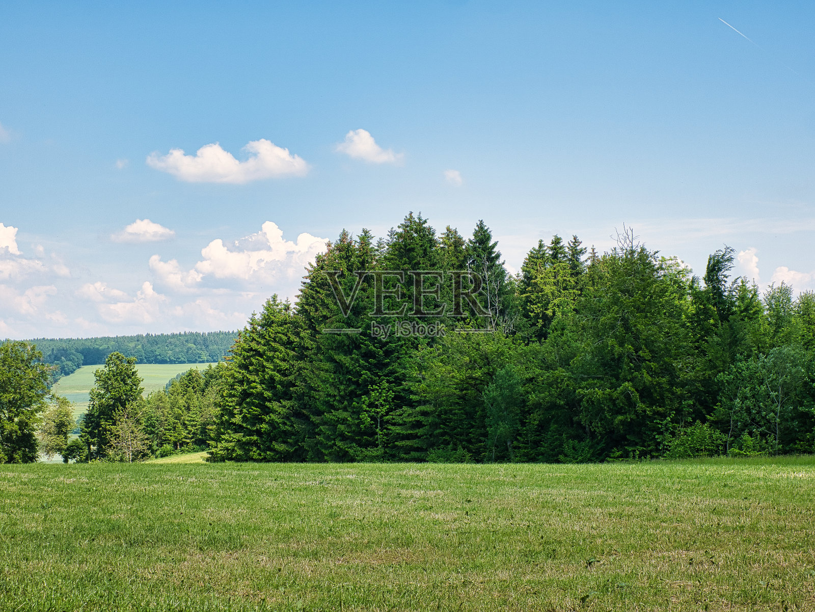 在一个阳光明媚的日子里,林地边缘的树木和草地照片摄影图片