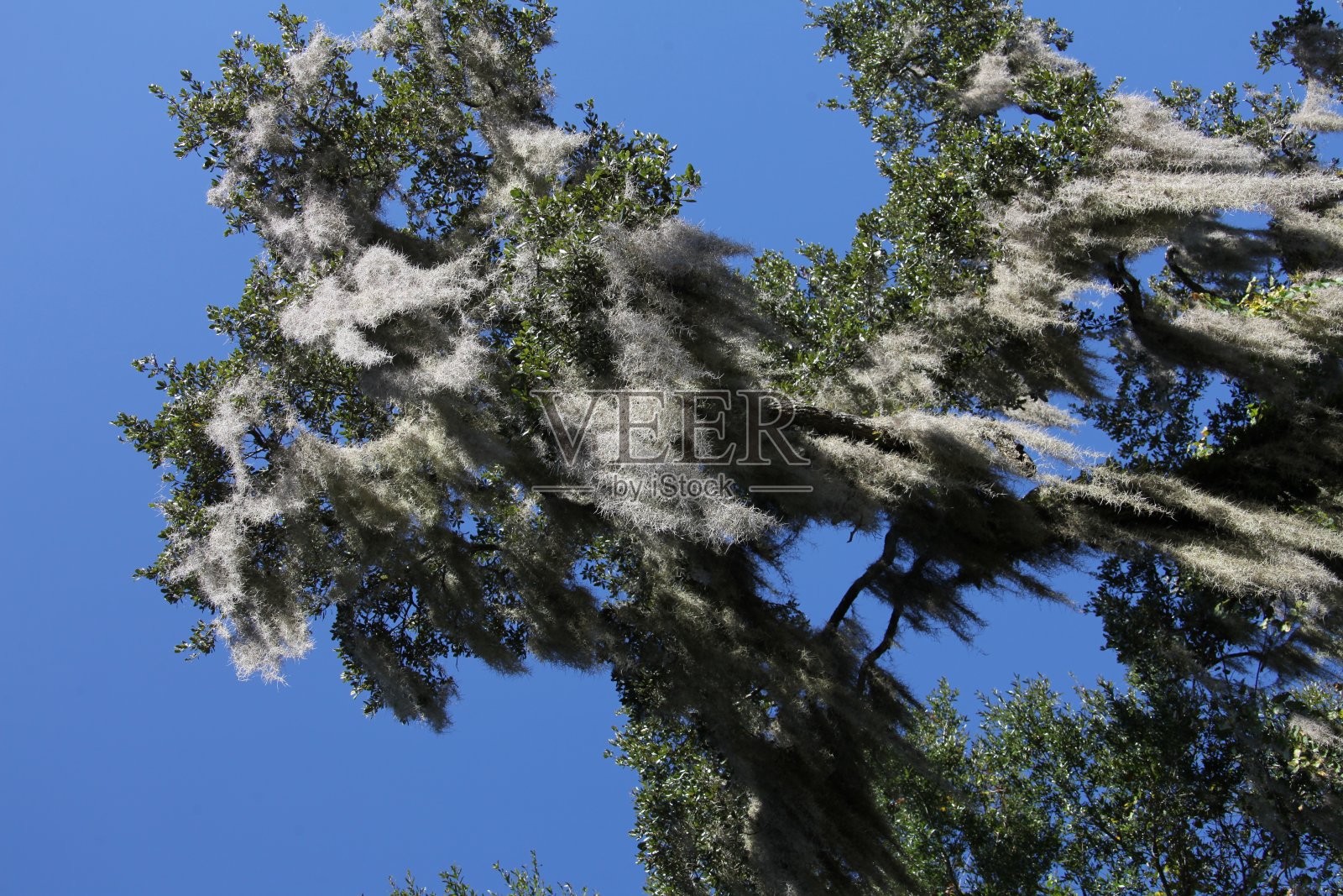 西班牙苔藓生长在高大的树上照片摄影图片