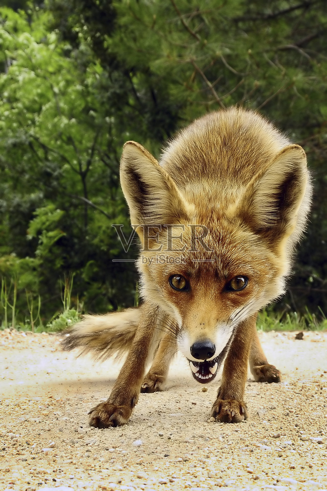 红狐 - 火狐填充照片摄影图片