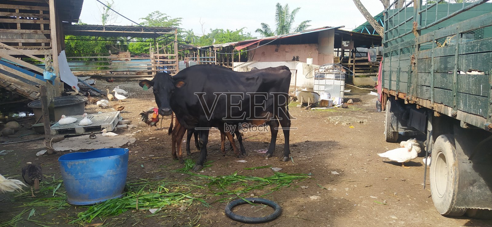 奶牛在给两只可爱的小牛喂奶照片摄影图片