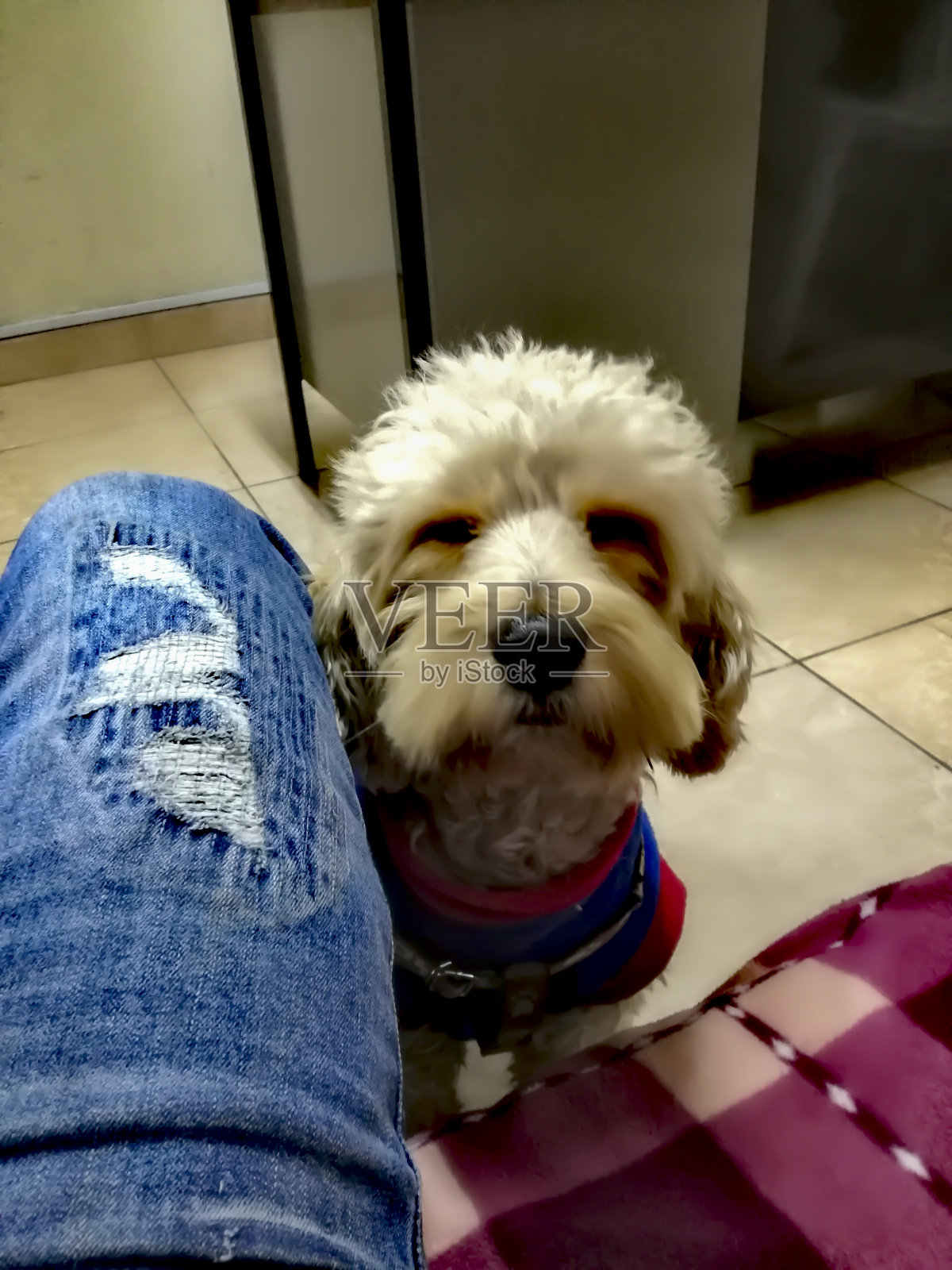 在办公室里看着摄像机的白狗照片摄影图片