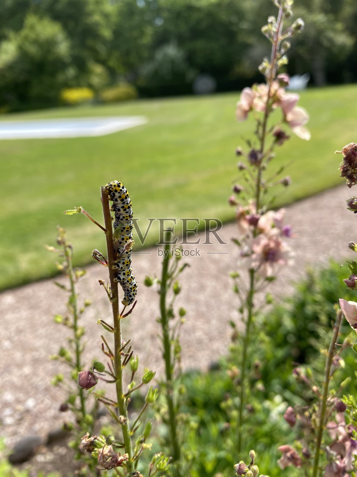 食茎顶端的毛蕊蛾毛虫。照片摄影图片