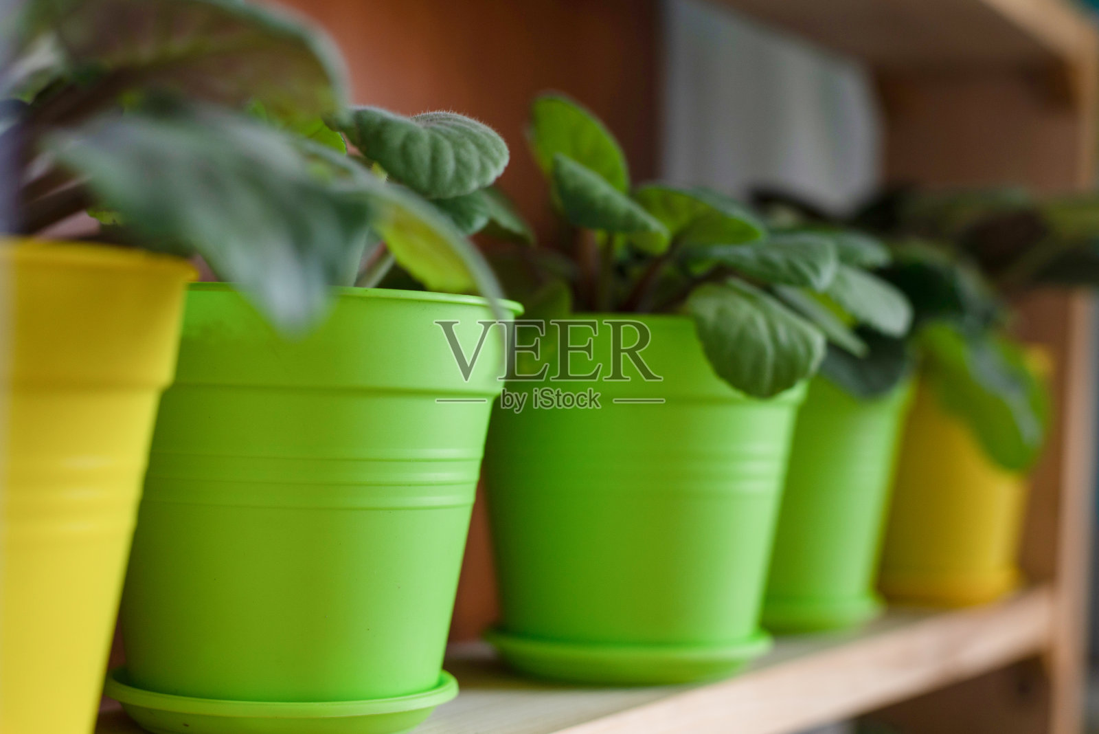 窗台上花盆里的花照片摄影图片