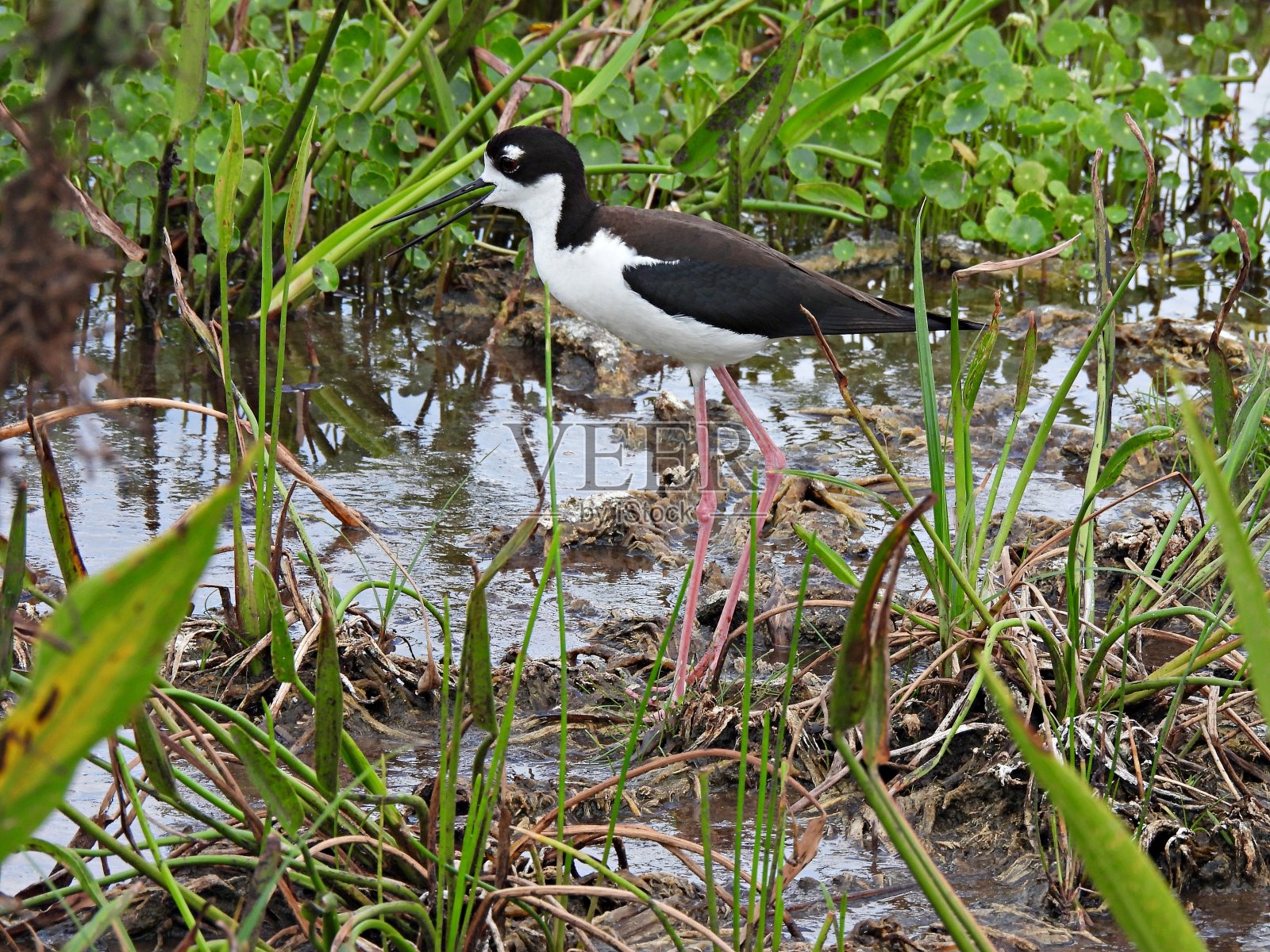 在湿地休息的黑颈高跷(Himantopus mexicanus)照片摄影图片