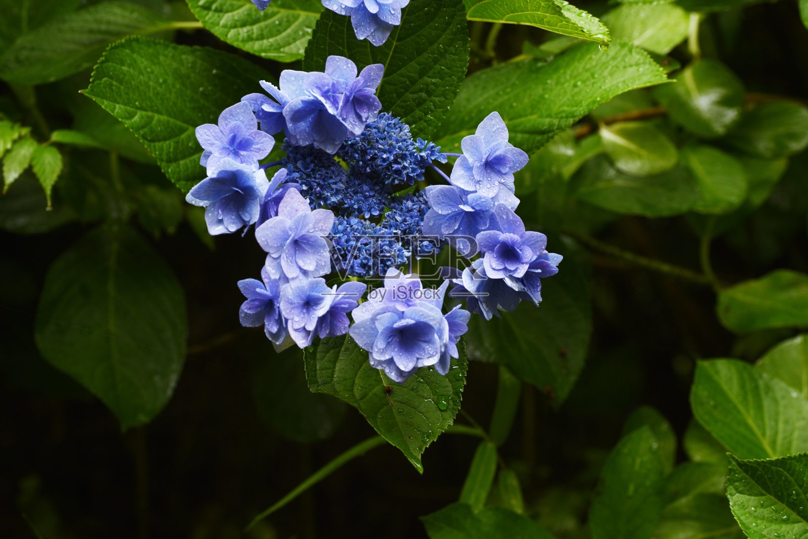 雨滴落在树叶上。背景材料在雨季。照片摄影图片