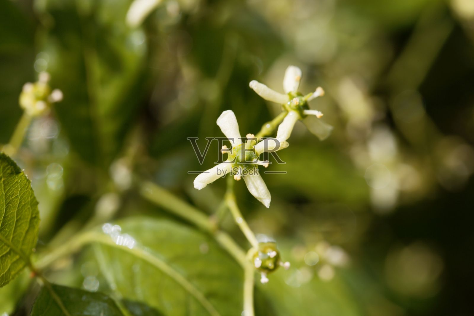 一种欧洲梭形花序的花,卫矛卫矛照片摄影图片
