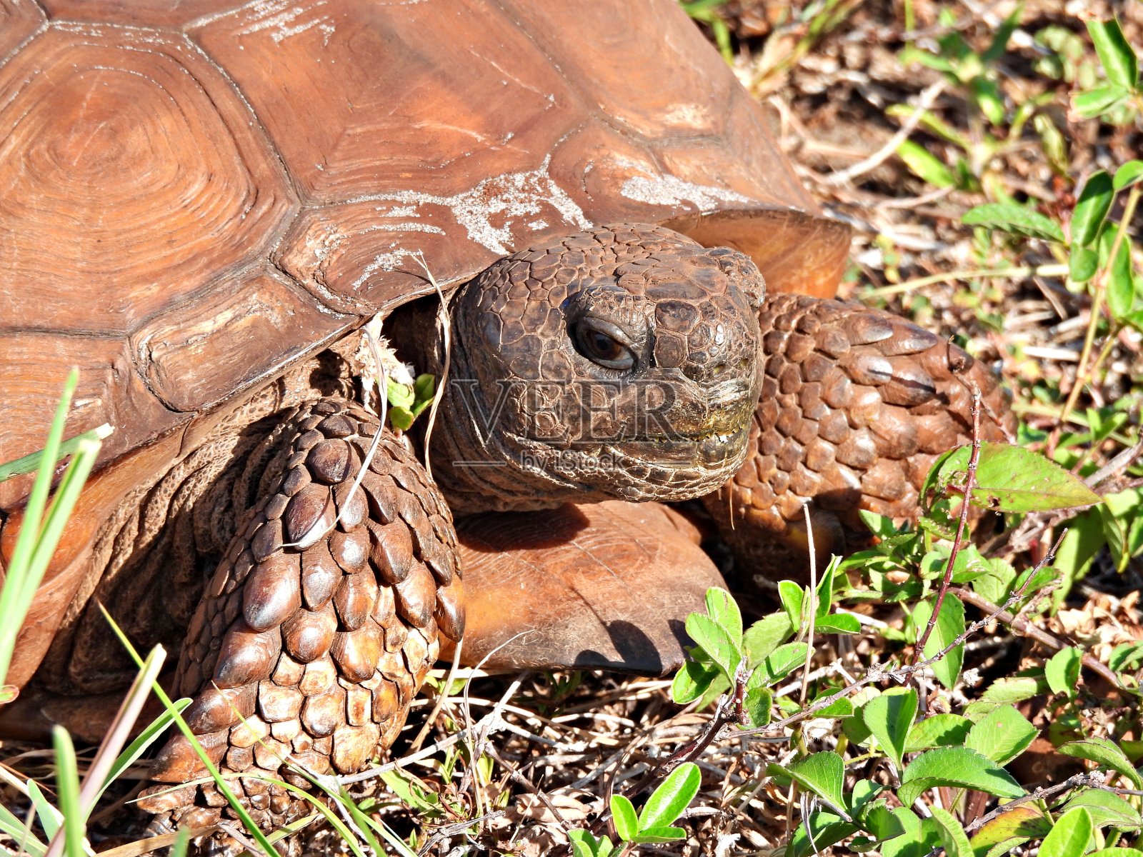 地鼠陆龟(地鼠波吕斐摩斯)-肖像照片摄影图片