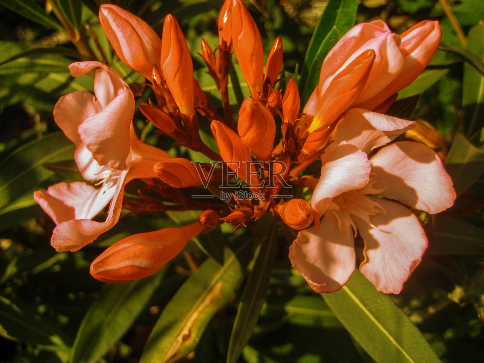 夹竹桃照片摄影图片