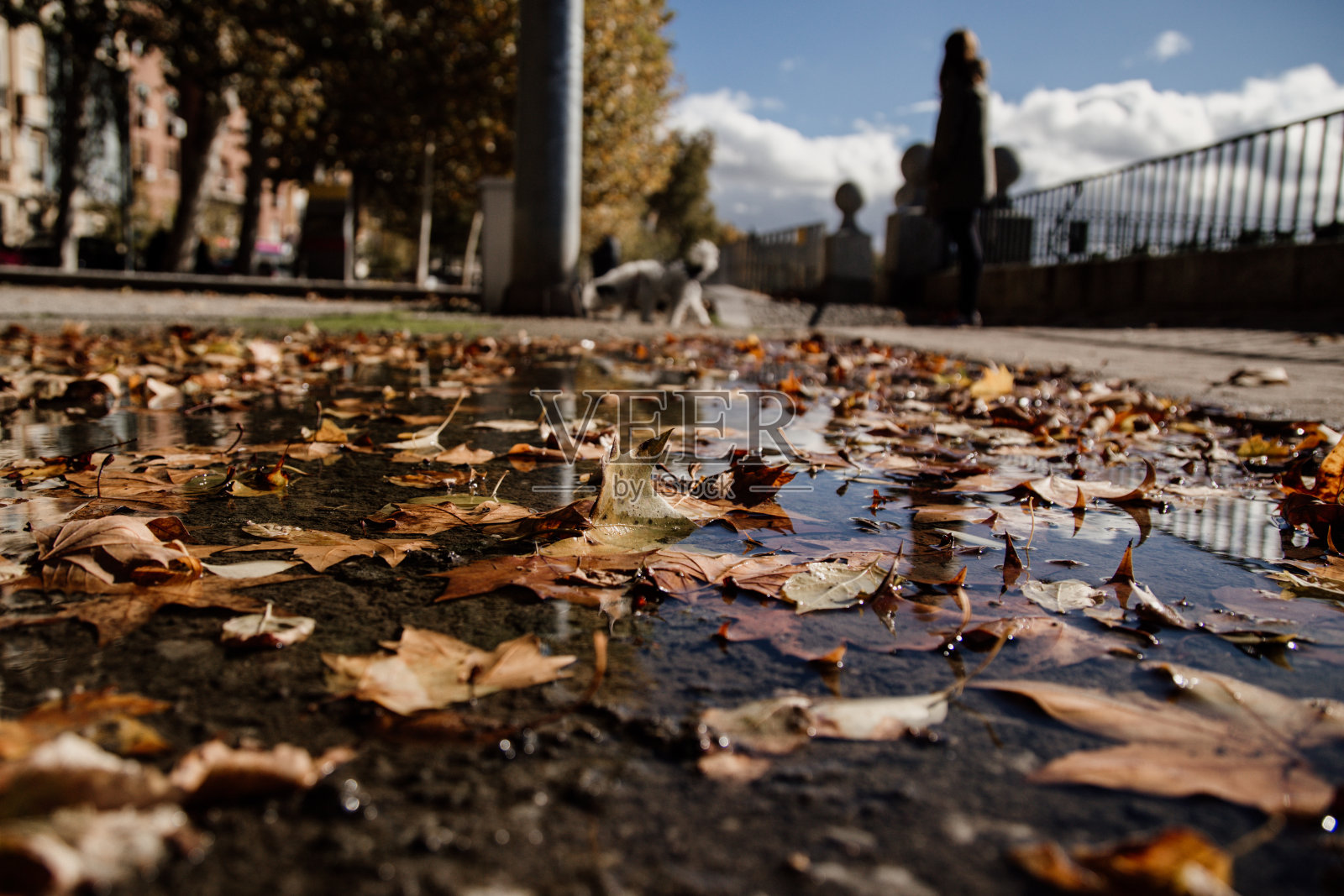 地面上的一个水坑和树叶照片摄影图片