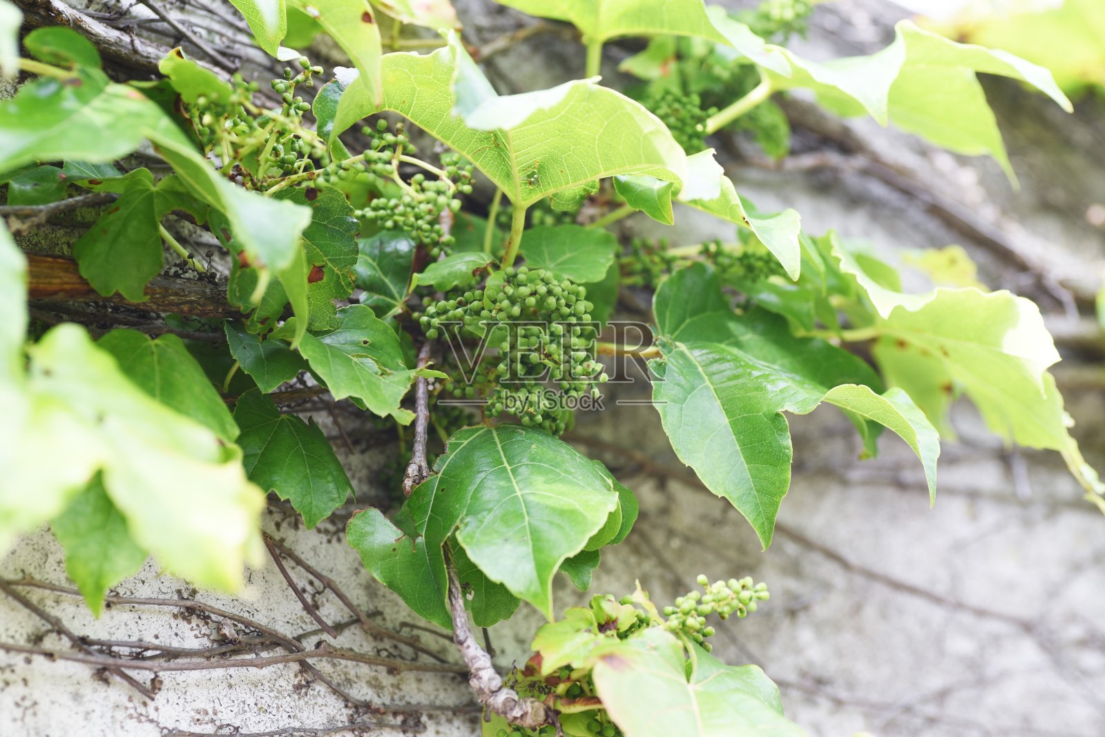 常青藤叶子和小浆果。照片摄影图片