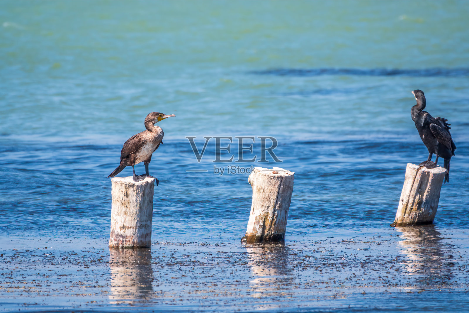 一群鸬鹚坐在一个古老的海上码头上照片摄影图片