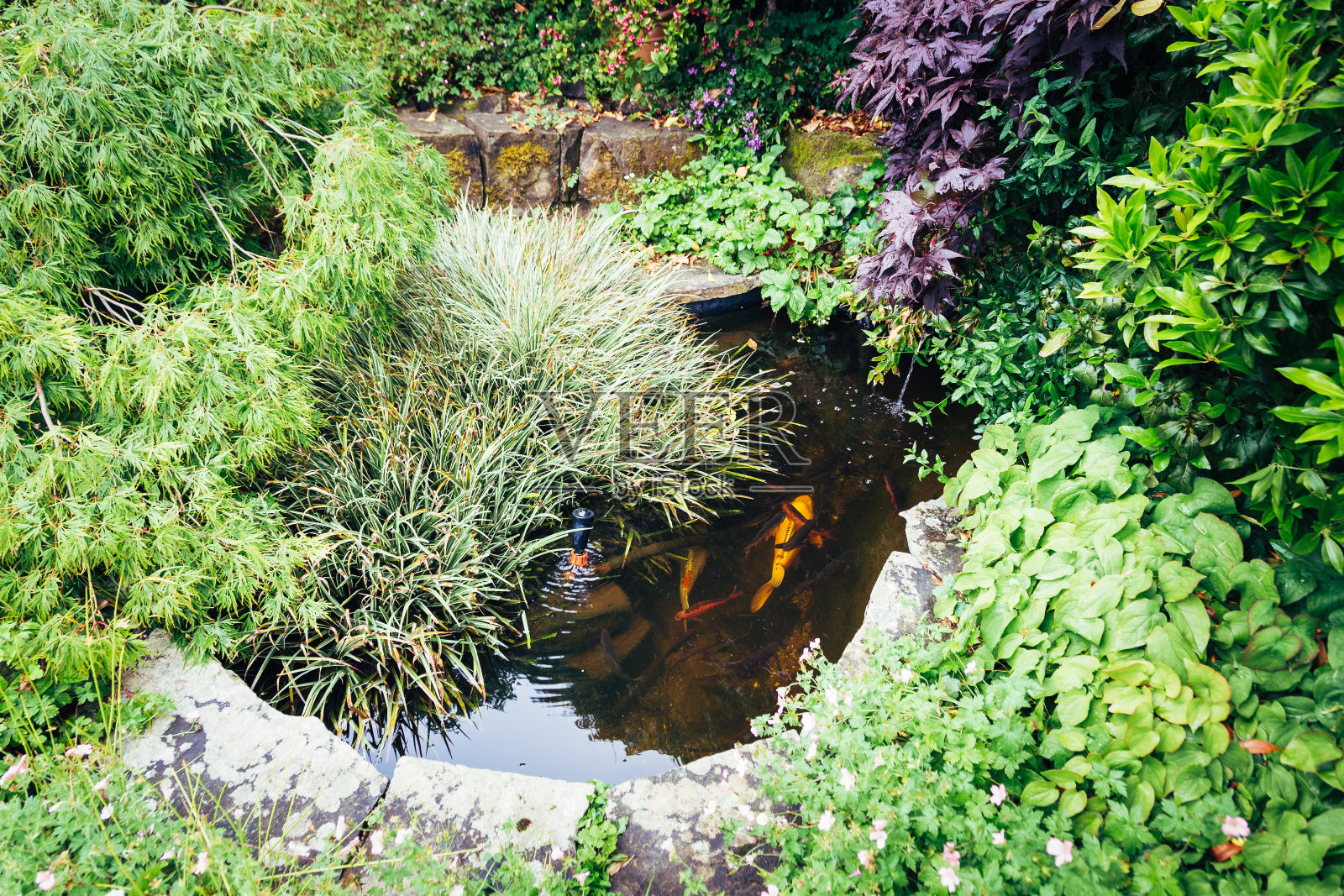 花园池塘里的鲤鱼照片摄影图片