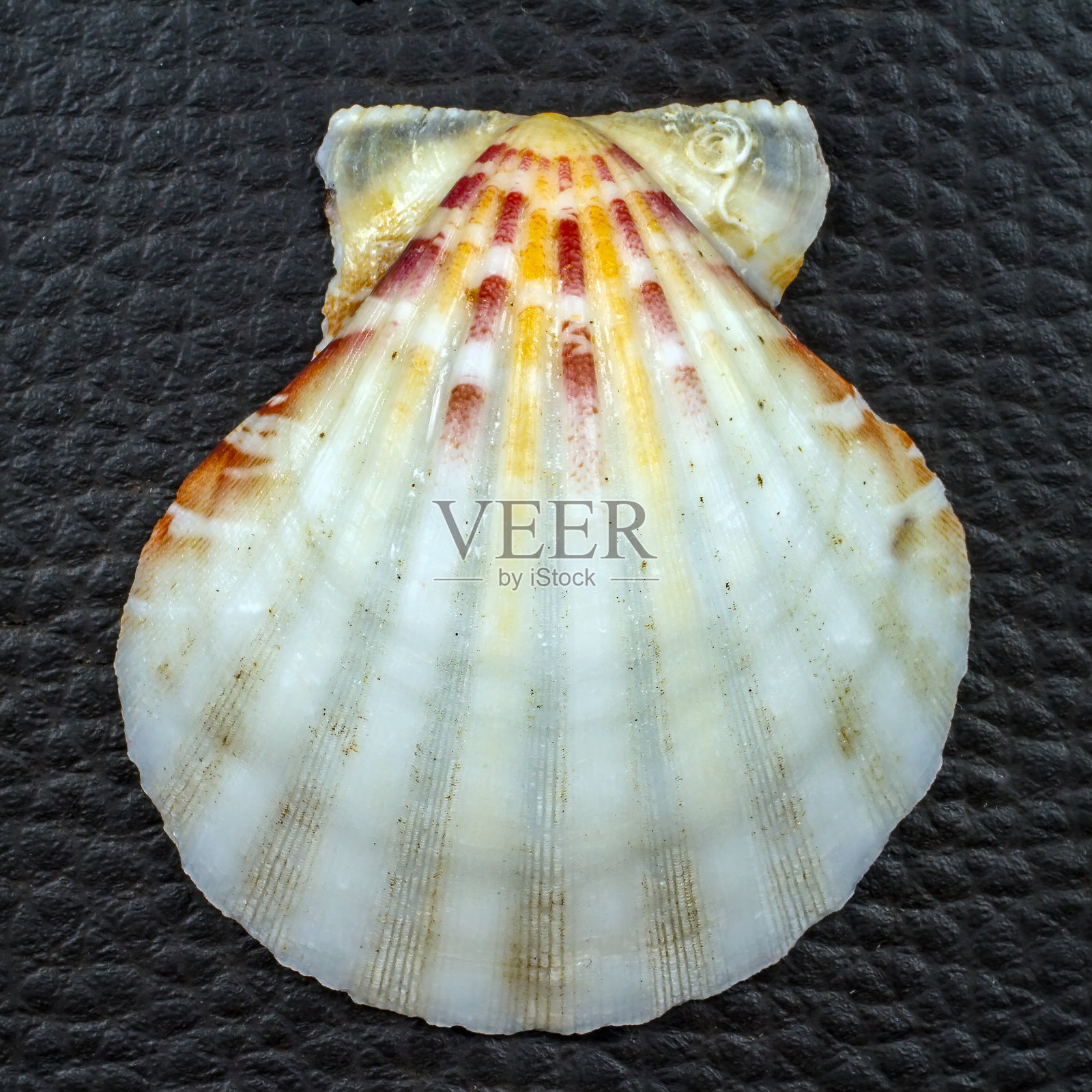 黑色背景上的白色贝壳。照片摄影图片